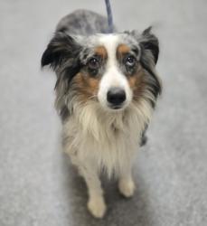 Shelter Stray Male Dog last seen , 3201 Lacy St, Los Angeles, CA 90031, USA