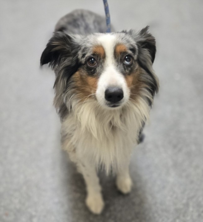 Shelter Stray Male Dog last seen , 3201 Lacy St, Los Angeles, CA 90031, USA