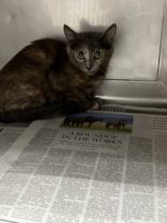 Shelter Stray Female Cat last seen , West Valley Animal Shelter, 20655 Plummer St, Chatsworth, CA 91311, USA