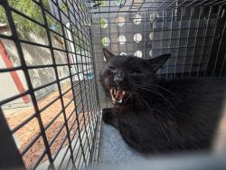 Shelter Stray Male Cat last seen Near BLOCK W BELLO AVE, WEST VALLEY CITY UT 84128, 4522 W 3500 S, West Valley City, UT 84120, USA