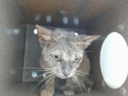 Shelter Stray Female Cat last seen , 2769 Conroy Rd, Orlando, FL 32839, USA