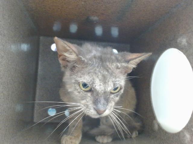 Shelter Stray Female Cat last seen , 2769 Conroy Rd, Orlando, FL 32839, USA