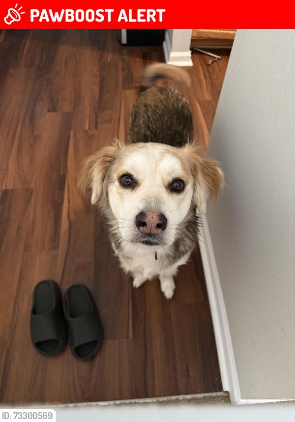 Lost Male Dog last seen Vistiana Dr, North Charleston, SC 29420