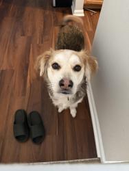 Lost Male Dog last seen Vistiana Dr, North Charleston, SC 29420