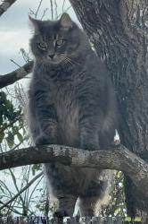 Reunited Male Cat last seen Near Cypress Valley Ln, Cypress, TX 77429, USA, Cypress, TX 77429