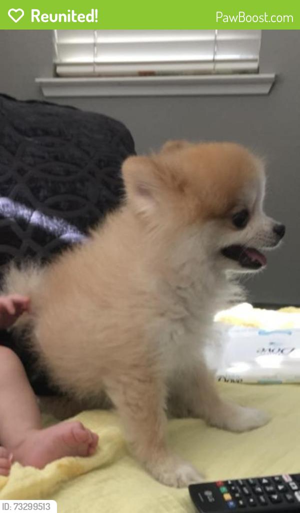 Reunited Male Dog last seen Eastgate, Ceres, CA 95307