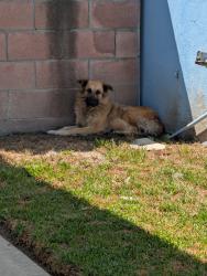 Found/Stray Unknown Dog last seen S Susan Rs /W Victoria st, Long Beach, CA 90805