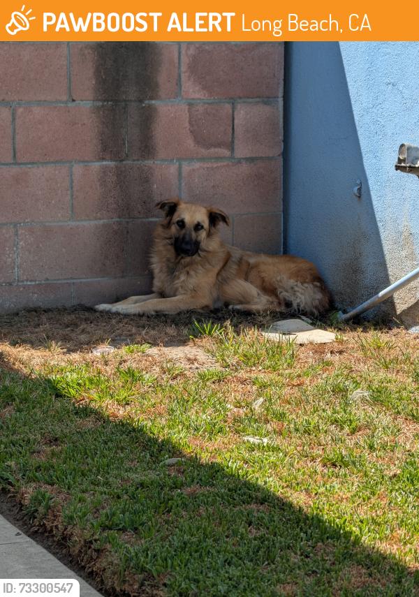 Found/Stray Unknown Dog last seen S Susan Rs /W Victoria st, Long Beach, CA 90805