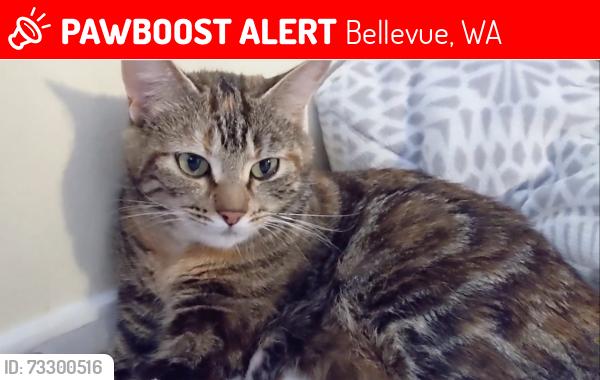 Lost Female Cat last seen 119th Ave se and 60th St, Bellevue, WA 98006