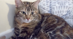 Lost Female Cat last seen 119th Ave se and 60th St, Bellevue, WA 98006