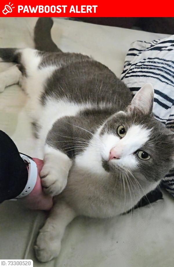Lost Male Cat last seen Autoroute 20 (1km au nord), Coteau-du-Lac, QC J0P 1B0