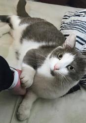 Lost Male Cat last seen Autoroute 20 (1km au nord), Coteau-du-Lac, QC J0P 1B0