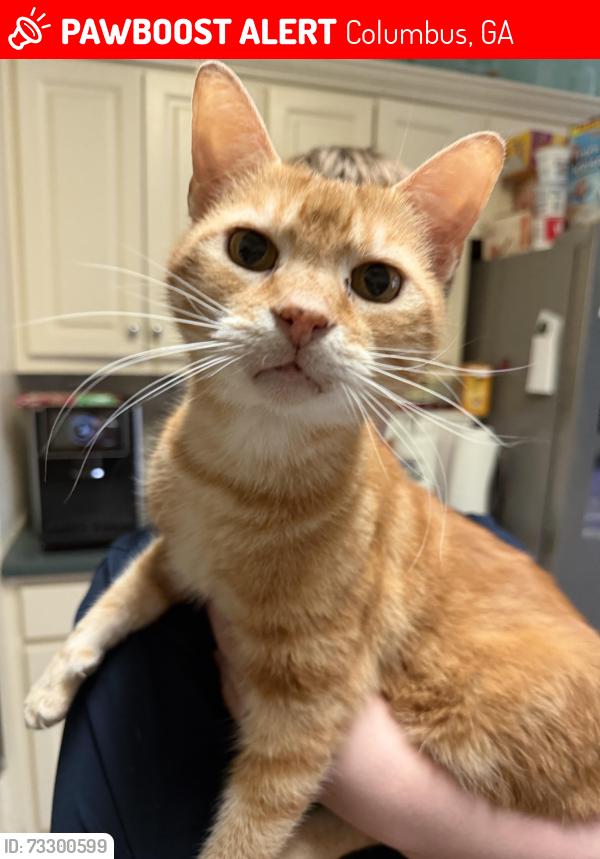 Lost Male Cat last seen Brookstone Subdivision Near Mobley Rd Columbus, GA, Columbus, GA 31904