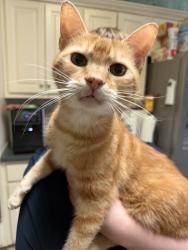 Lost Male Cat last seen Brookstone Subdivision Near Mobley Rd Columbus, GA, Columbus, GA 31904