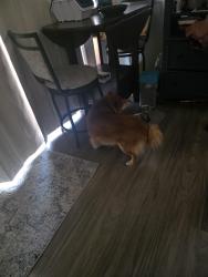 Reunited Male Dog last seen North Danebo, Eugene, OR 97402