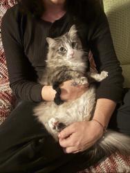Lost Male Cat last seen Payne st & albany ave, Louisville, KY 40206