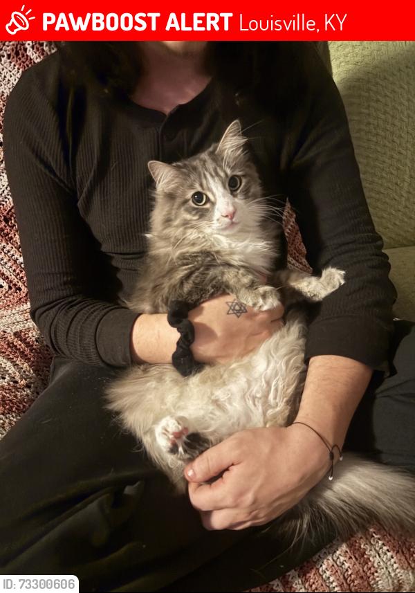 Lost Male Cat last seen Payne st & albany ave, Louisville, KY 40206