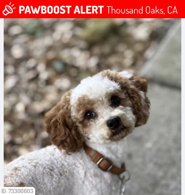 Lost Male Dog last seen Westlake Blvd and Portrero, Thousand Oaks, CA 91361