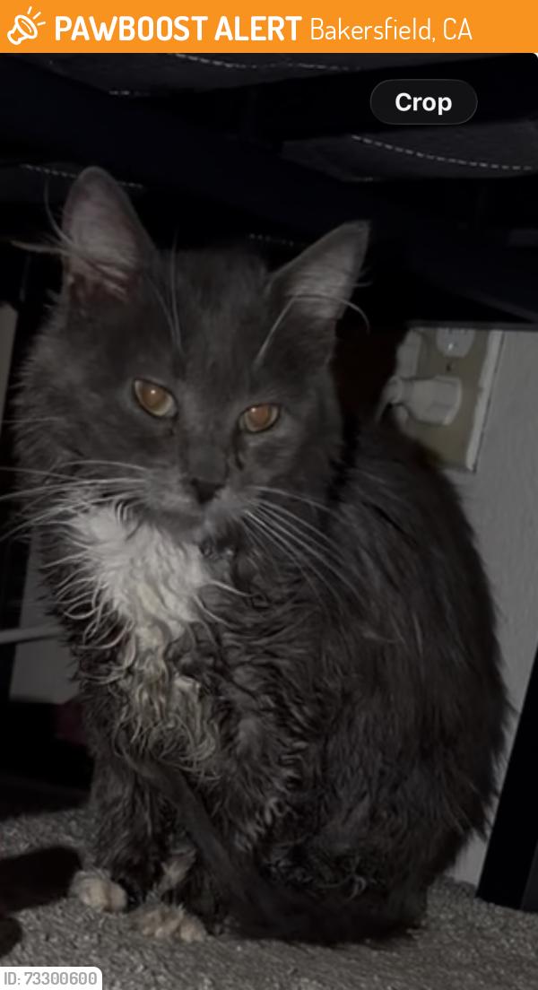 Found/Stray Male Cat last seen Fairfax, Bakersfield, CA 93306
