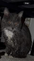 Found/Stray Male Cat last seen Fairfax, Bakersfield, CA 93306