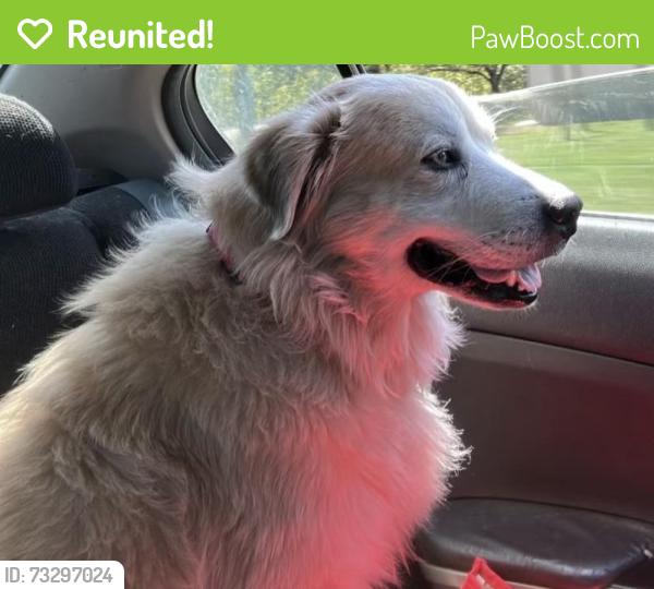 Reunited Male Dog last seen Near Thorngrove Pike, Knoxville, TN 37914, USA, Knoxville, TN 37914