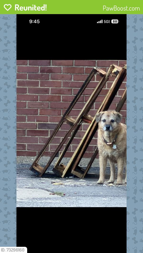 Reunited Unknown Dog last seen Woodward parkway elementary school, South Farmingdale, NY 11735