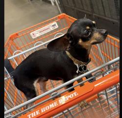Reunited Male Dog last seen Home Depot, Phoenix, AZ 85018