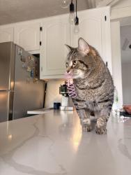 Reunited Male Cat last seen Boulevard des miles îles, Laval, QC H7A 4A9