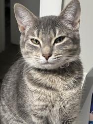 Lost Female Cat last seen Pirkle dr, Norcross, GA 30093