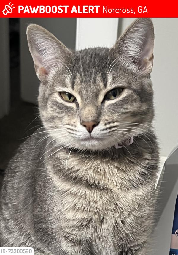 Lost Female Cat last seen Pirkle dr, Norcross, GA 30093