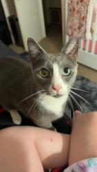 Lost Male Cat last seen By the casino boats, Little River, SC 29566