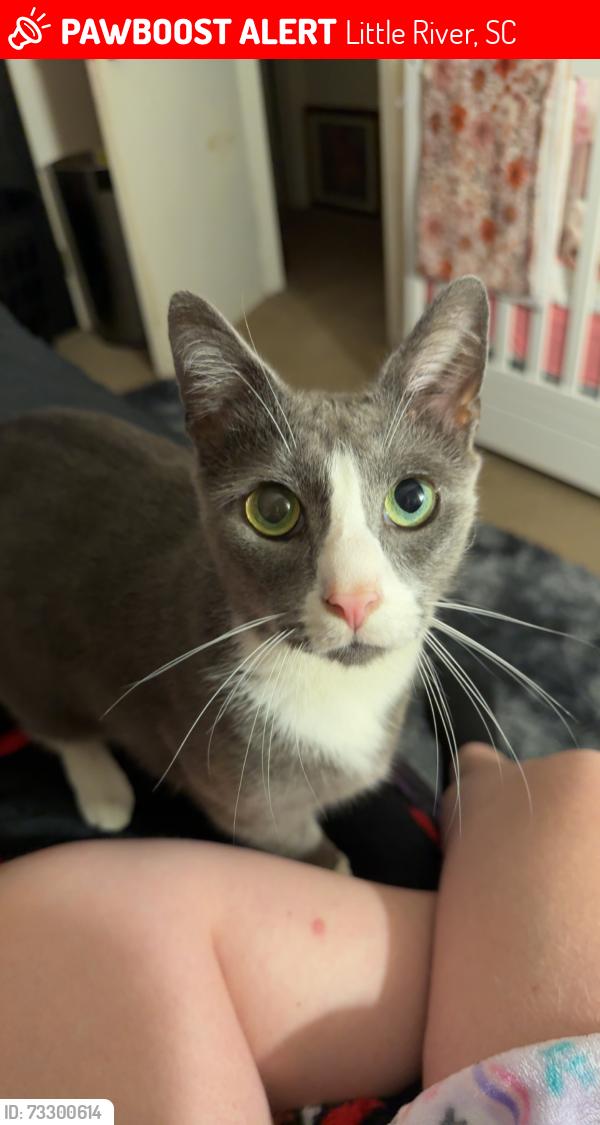 Lost Male Cat last seen By the casino boats, Little River, SC 29566