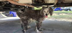 Reunited Female Dog last seen Walnut Creek, Mansfield, TX 76063