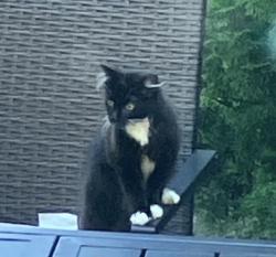 Reunited Unknown Cat last seen Ravine Drive & Ravine Terrace, Highland Park, IL 60035
