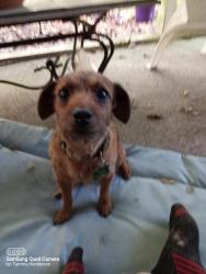 Lost Female Dog last seen Lanette Drive and Saufley Field Rd, Bellview, FL 32526