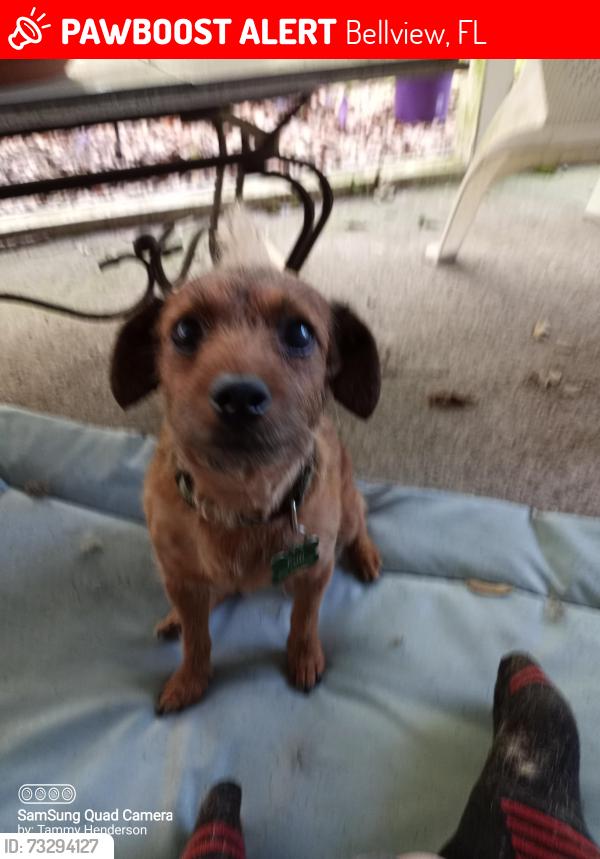 Lost Female Dog last seen Lanette Drive and Saufley Field Rd, Bellview, FL 32526
