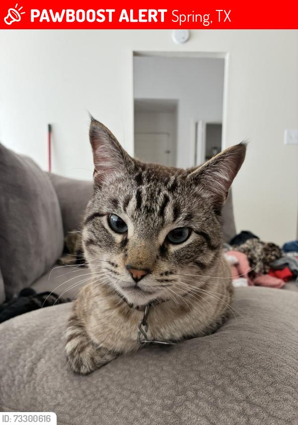 Lost Male Cat last seen Near hickorygate dr, Spring, TX 77373
