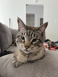 Lost Male Cat last seen Near hickorygate dr, Spring, TX 77373