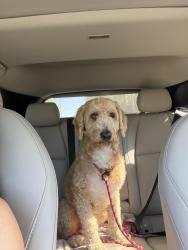 Reunited Male Dog last seen Van Ness Ave School, Los Angeles, CA 90004