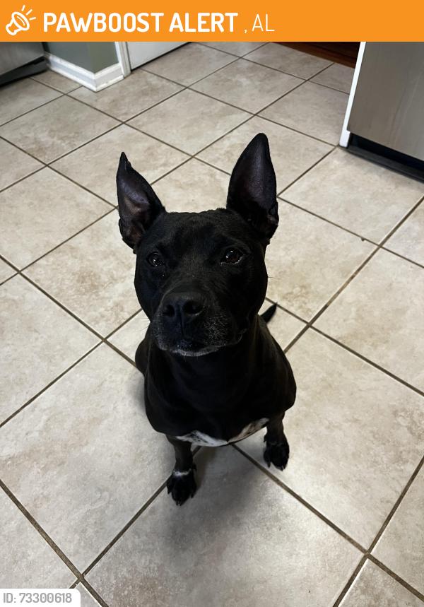 Found/Stray Female Dog last seen Found at cahaba wildlife refuge, West Blocton, AL 35184