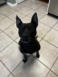 Found/Stray Female Dog last seen Found at cahaba wildlife refuge, West Blocton, AL 35184