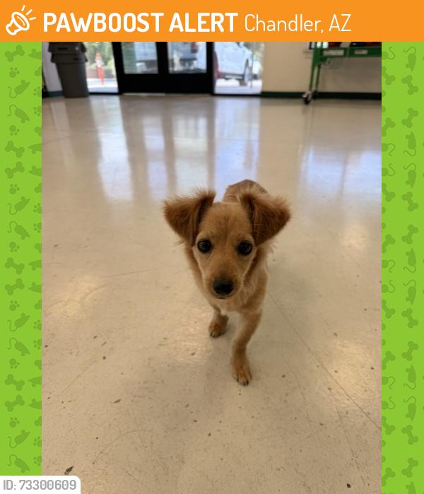 Found/Stray Female Dog last seen Arizona Ave & Pecos, Chandler, AZ 85225