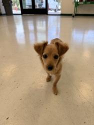 Found/Stray Female Dog last seen Arizona Ave & Pecos, Chandler, AZ 85225