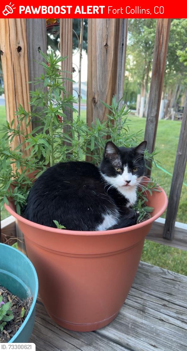 Lost Female Cat last seen Gary and Debra near Trilby Rd, Fort Collins, CO 80525
