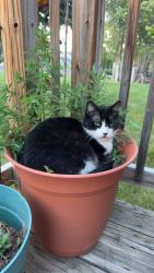 Lost Female Cat last seen Gary and Debra near Trilby Rd, Fort Collins, CO 80525