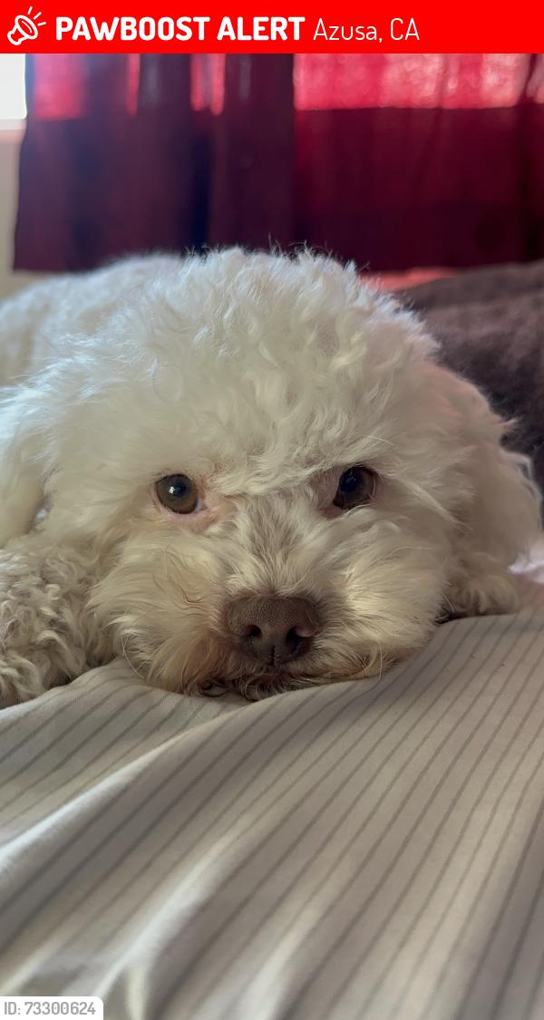 Lost Male Dog last seen Pasadena and foothill, Azusa, CA 91702