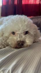 Lost Male Dog last seen Pasadena and foothill, Azusa, CA 91702