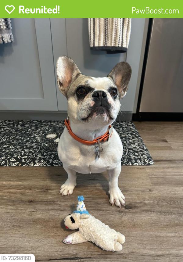 Reunited Female Dog last seen Morning Dr, Loveland, CO 80538