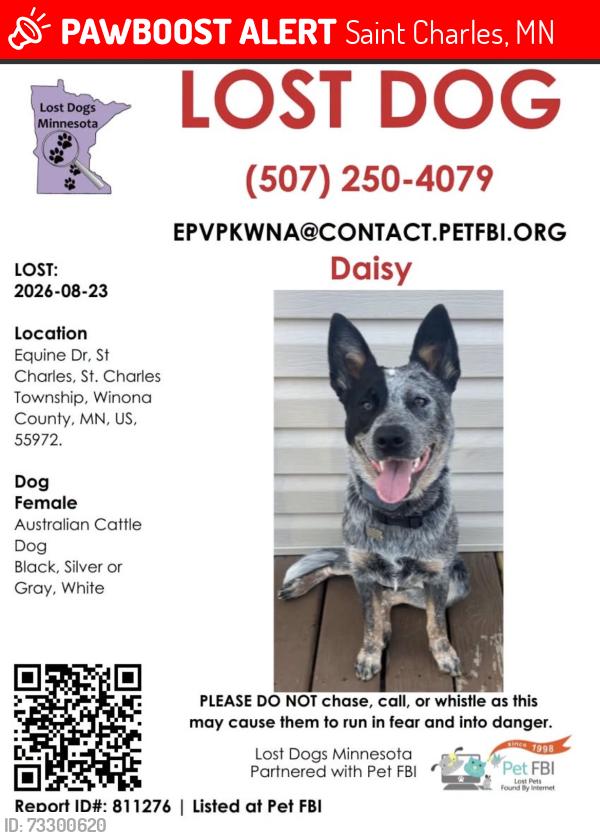 Lost Female Dog last seen Last seen heading east on equine drive off of Hwy 74 into a corn field, Saint Charles, MN 55972