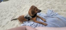 Lost Male Dog last seen A few miles down and across from Meadowbrook Farm, Mineral, VA 23117